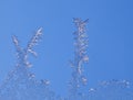 Natural frosty tracery