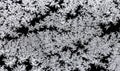 Natural frozen pattern on window glass in winter Royalty Free Stock Photo