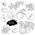 Natural fruit apple set. Hand drawn whole apple, half, flower, branch and leaves Royalty Free Stock Photo