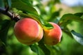 Natural Fruit. Fresh peaches close up on tree branches. Delicious and healthy. Generative AI Royalty Free Stock Photo