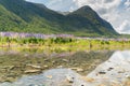 Natural full bloom lupin flower with reflection and mountain background, New Zealand Royalty Free Stock Photo