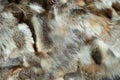 natural fur background, brown fur coat close -up Royalty Free Stock Photo