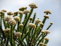 Natural Fynbos flowering in Africa Royalty Free Stock Photo