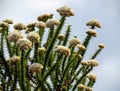 Natural Fynbos flowering in Africa