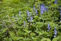 Natural garden with common bluebells in the forest