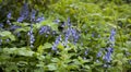 Natural garden with common bluebells in the forest