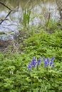 Natural garden with common bluebells in the forest