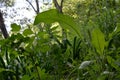 Natural garden. Greenery of the urban courtyard with unpretentious plants as an example of guerrilla gardening.