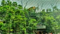 Natural Garden Inside Of Jewel Changi Airport, Singapore.