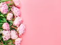 Natural garden pink peonies on a pink background, top view, copy space, flat lay. Monochrome flower arrangement for a greeting