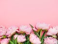 Natural garden pink peonies on a pink background, top view, copy space, flat lay. Monochrome flower arrangement for a greeting