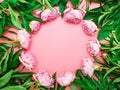 Natural garden pink peonies on a pink background, top view, copy space, flat lay. Monochrome flower arrangement for a greeting