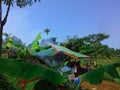 Natural garden street in jungle