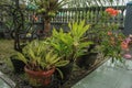 Natural Gardening With Flower on The Pots after rain