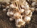 Natural garlic cloves image
