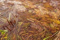 Natural geomety pattern, reed straws floating on the surface of water Royalty Free Stock Photo