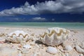 Natural giant shell on the tropical beach Royalty Free Stock Photo