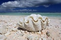 Giant shell on the tropical beach Royalty Free Stock Photo