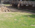 Natural giraffe habitat with savannah woodlands landscape and wooden feeding deck at the zoo in Texas, America