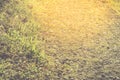 Natural gold walkway with rock and grass, selective focus, Nature concept Royalty Free Stock Photo