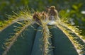 Natural golden thorns Royalty Free Stock Photo