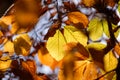 Under golden-yellow birch tree foliage, autumnal colors in sunlight. Bokeh Royalty Free Stock Photo
