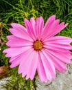 Natural gorgeous color pink flower