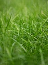 Natural grass