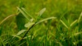 Natural Grass on the agriculture field Royalty Free Stock Photo