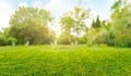 natural grass field background with blurred bokeh and sun rays Royalty Free Stock Photo