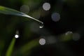 grass stalk with sparkling water dew drop in sunlight, lens flares