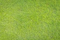 Natural grass texture pattern background golf course turf lawn from top view in bright yellow green Royalty Free Stock Photo