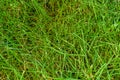 Natural grass texture pattern background golf course turf from top view with authentic grassy lawn for environmental backdrop Royalty Free Stock Photo