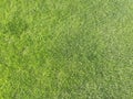 Natural grass texture pattern background golf course turf from top view with authentic grassy lawn for environmental backdrop Royalty Free Stock Photo