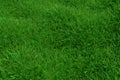 Natural grass texture pattern background. Top view grassy lawn for environmental backdrop. 3d rendering. Royalty Free Stock Photo