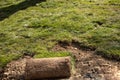 Natural Grass Turfs Creating Beautiful Lawn Field Royalty Free Stock Photo