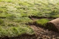 Natural Grass Turf Professional Installer Royalty Free Stock Photo