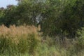 Natural grasslands and forests along the countryside