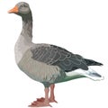 Natural gray goose from a farm, isolated object on a white background, vector illustration Royalty Free Stock Photo