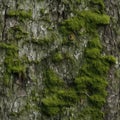 Natural Gray Old Tree Bark with Green Moss and Lichens, Moss on Bark Texture Background Royalty Free Stock Photo