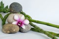 Natural gray pebbles arranged in zen lifestyle with an orchid on the right side of the bamboo stalks right on a white background Royalty Free Stock Photo