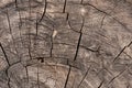 Natural weathered wooden facture with radial cracks as background.