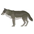 Natural gray wolf stands in profile, isolated object on a white background, vector illustration