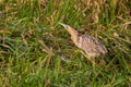 Great eurasian bittern botaurus stellaris walking in green reed grass