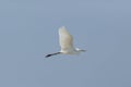 Great white egret egretta alba in flight, blue sky, spread wings Royalty Free Stock Photo