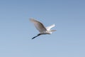 Great white egret egretta alba flight, blue sky, spread wings Royalty Free Stock Photo