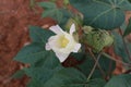 Natural green agriculture formaring feald outdoor cotton seeds plants