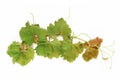 Natural green autumn grape leaves on white background