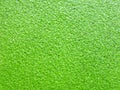 Natural green azolla water fern