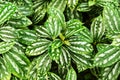 Natural green background from beautiful leaves of an Aluminum plant.Textured backdrop of green and silver spots